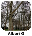 P forl alberi G